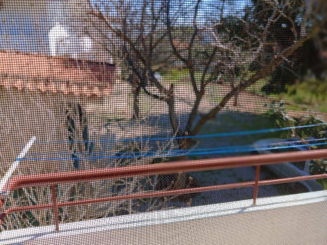 Studio Παραλία Πολιτικών, Politika, Messapia image 2